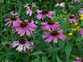 Echinacea purpurea